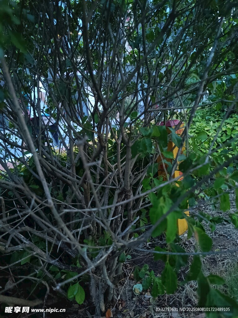 繁茂枝葉間的自然景致