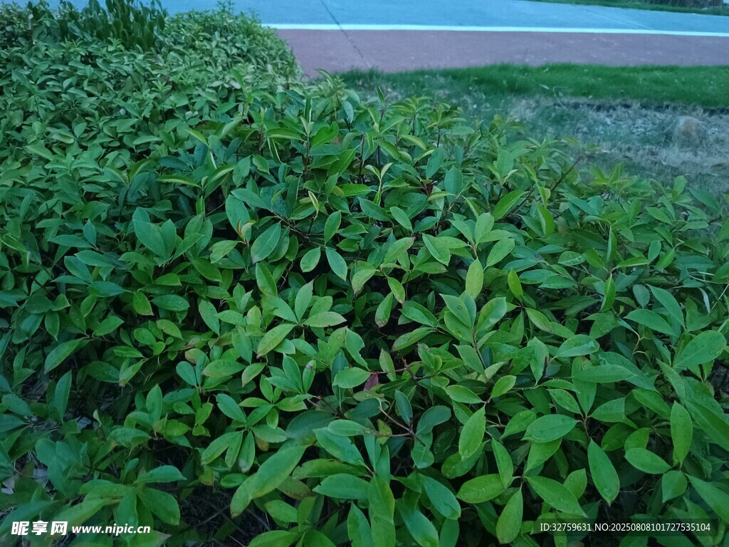 綠意盎然的植物景觀