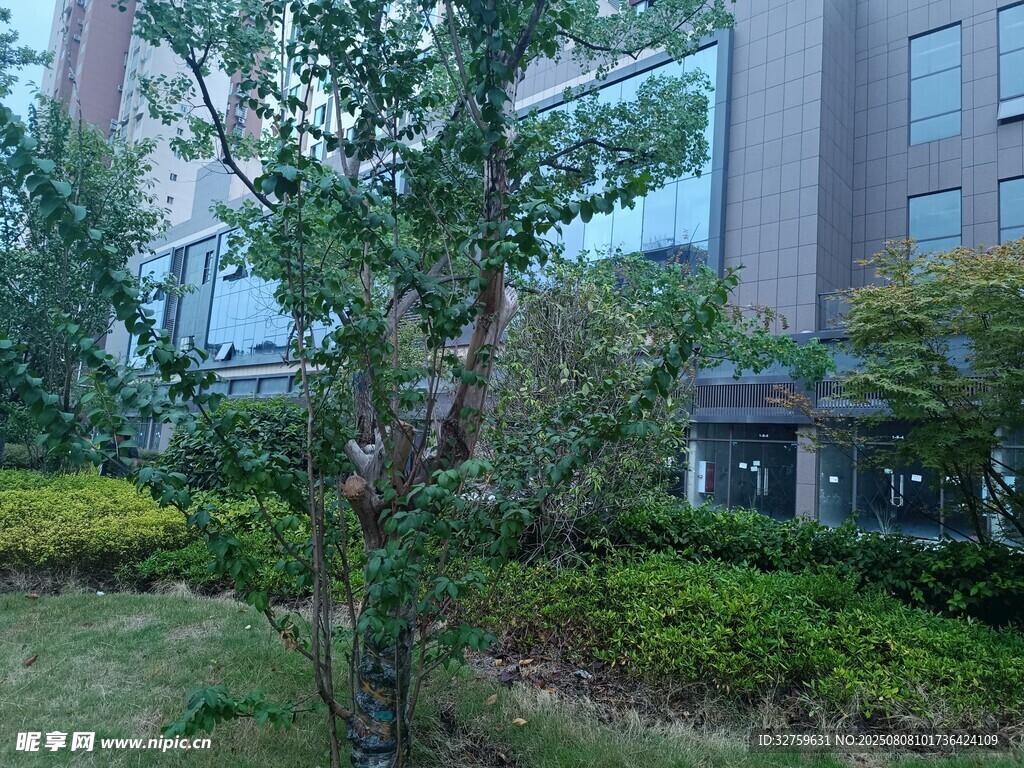 庭院中的綠植與建筑景觀
