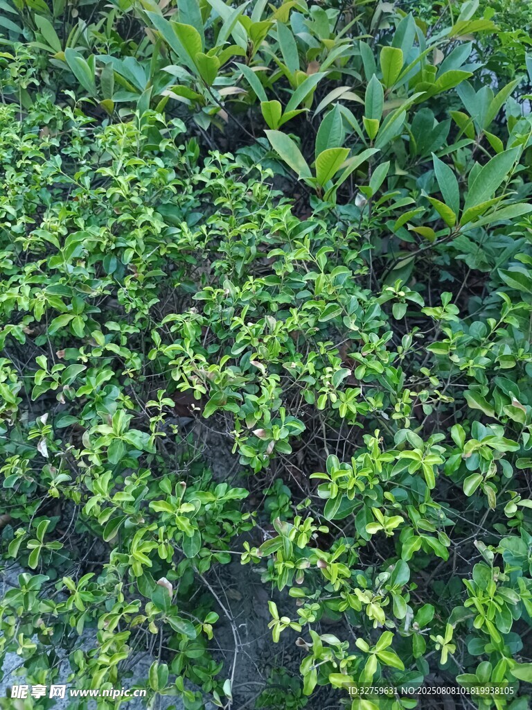 繁茂綠植特寫