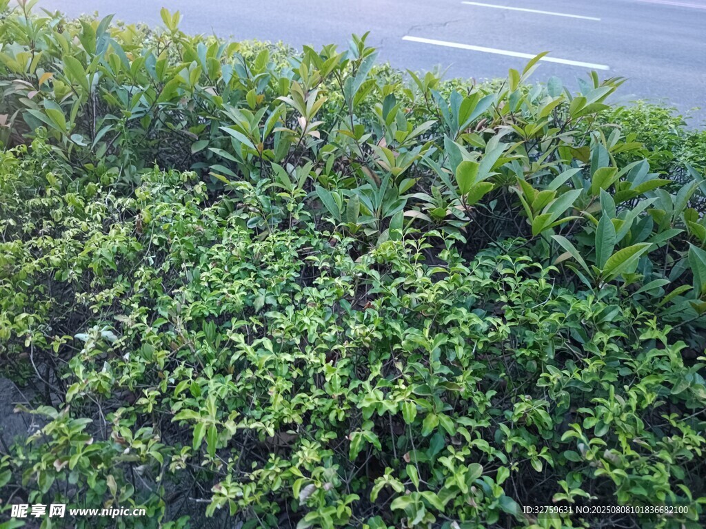 路邊翠綠灌木叢