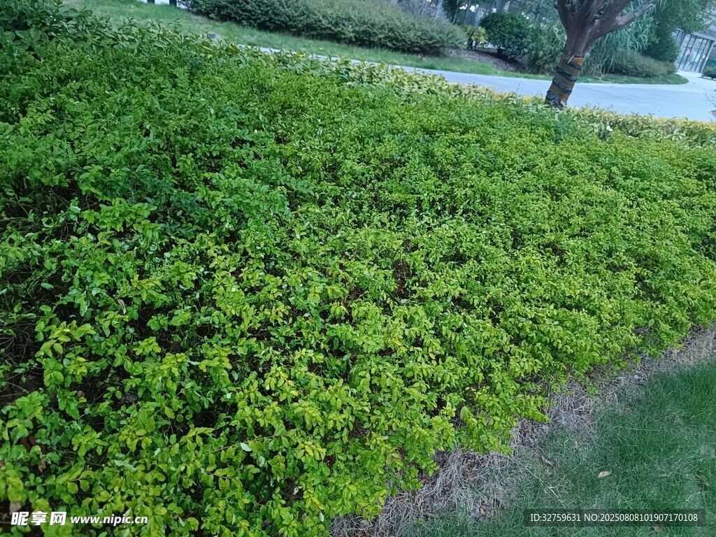 翠綠繁茂的低矮綠植景觀