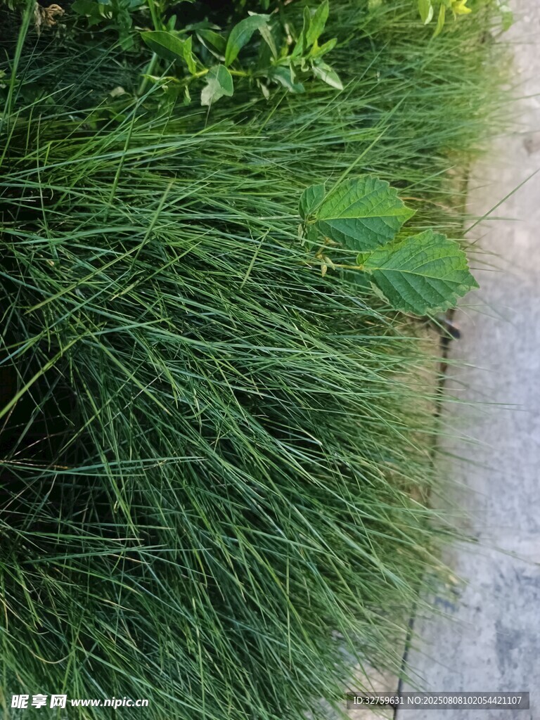 翠綠草叢邊的石板路