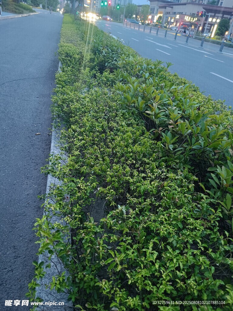路邊翠綠灌木叢
