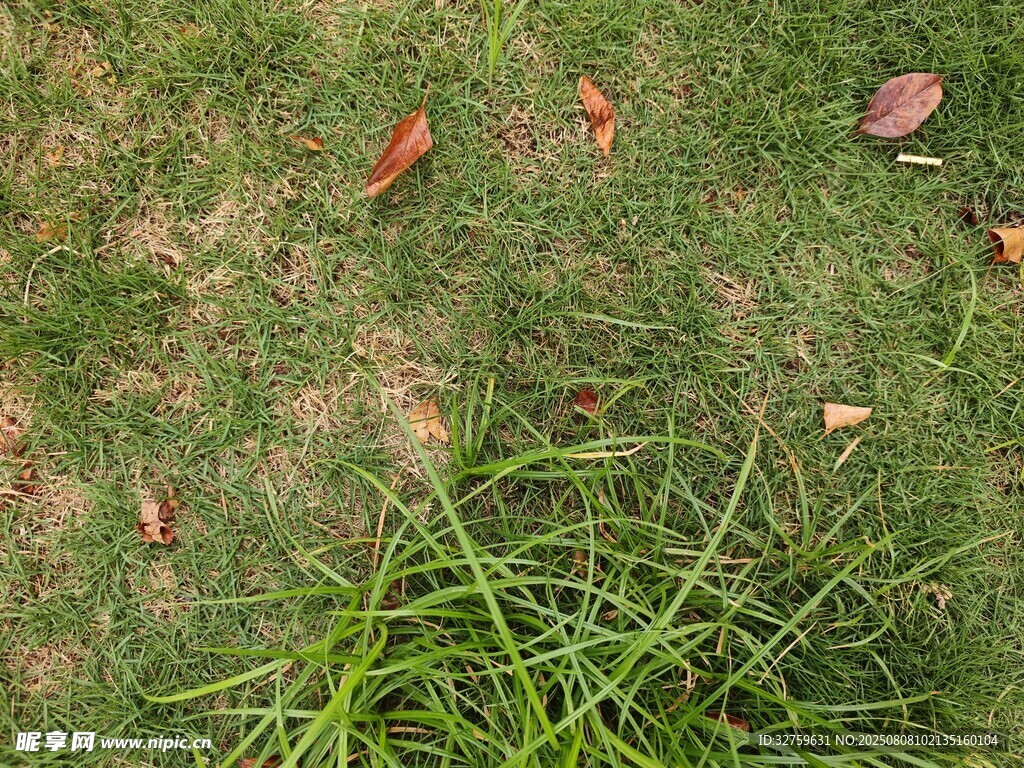草地與散落枯葉景象