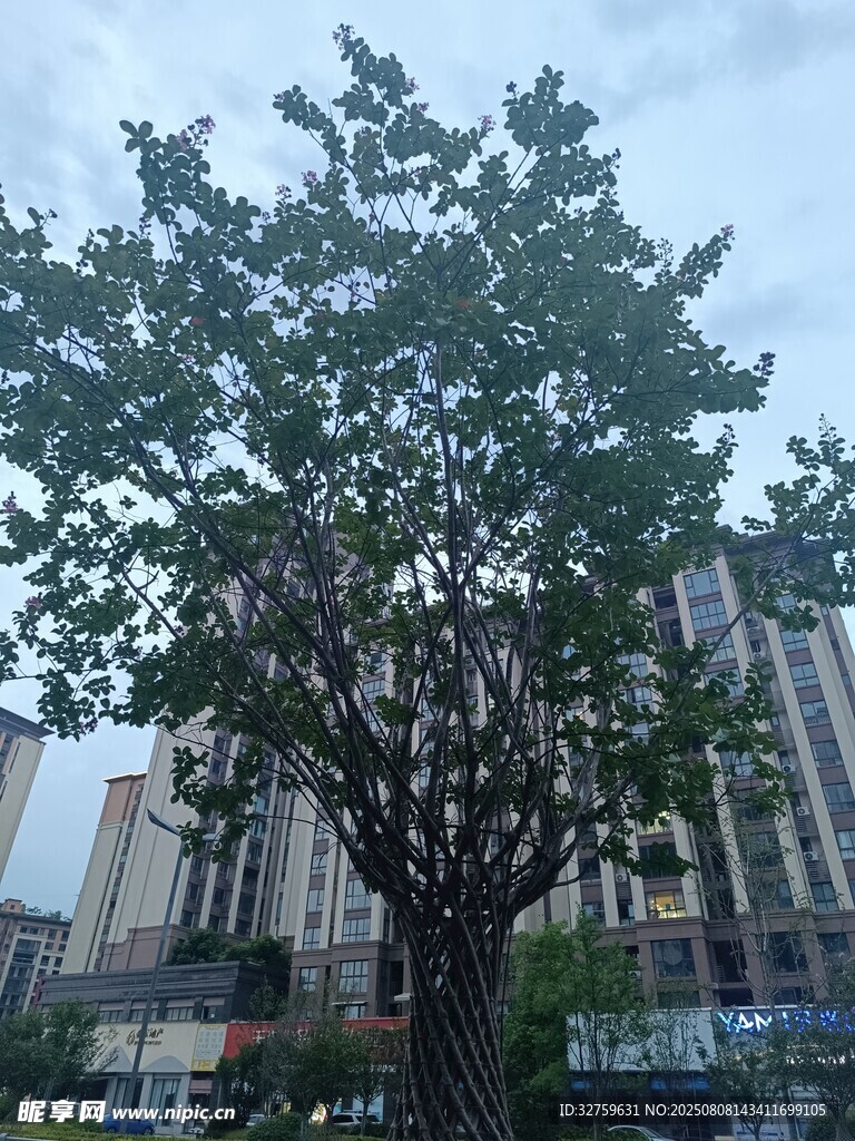 城市中繁茂的大樹
