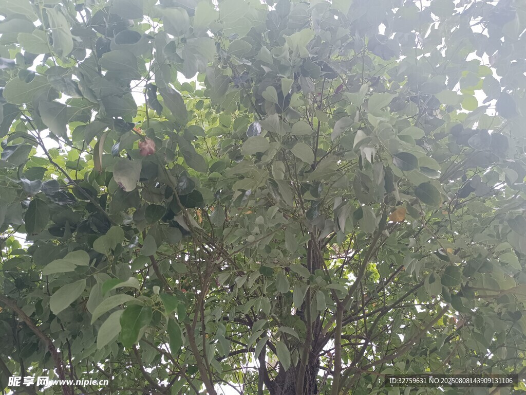 綠葉繁茂的樹木景象