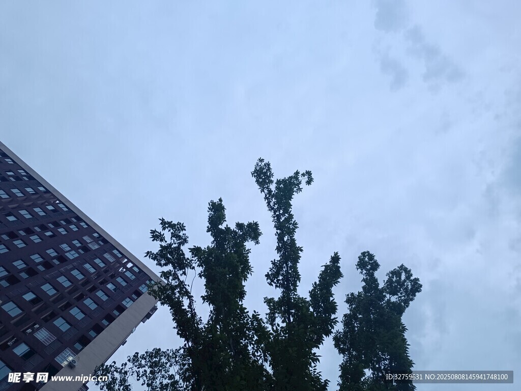 屋頂旁的綠植與天空