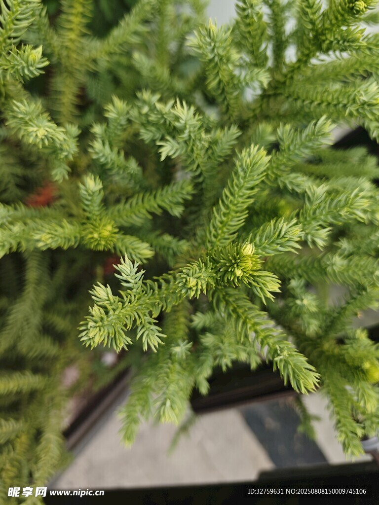 翠綠植物特寫