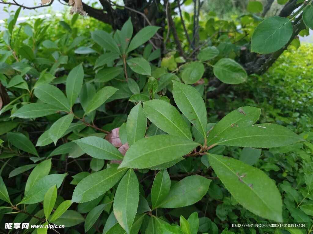 綠葉繁茂的植物特寫