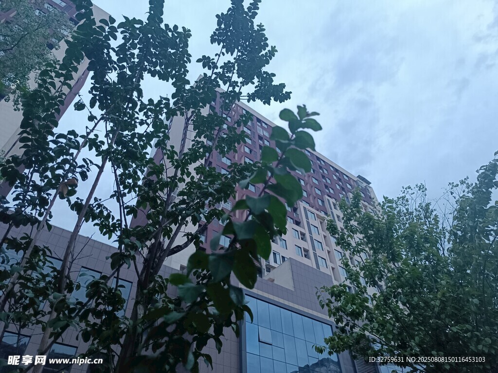 城市中樹木掩映的建筑物