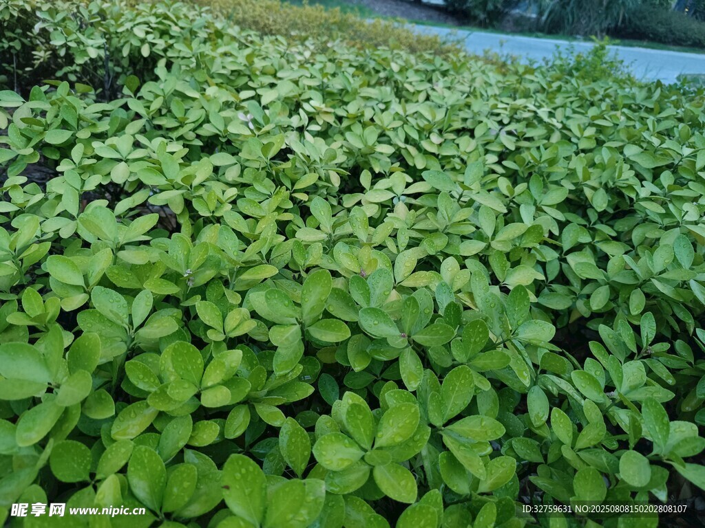 綠意盎然的植物田地