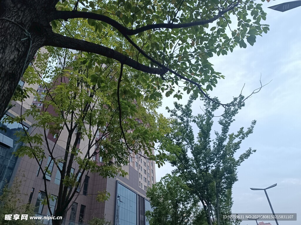 綠樹掩映下的城市景象