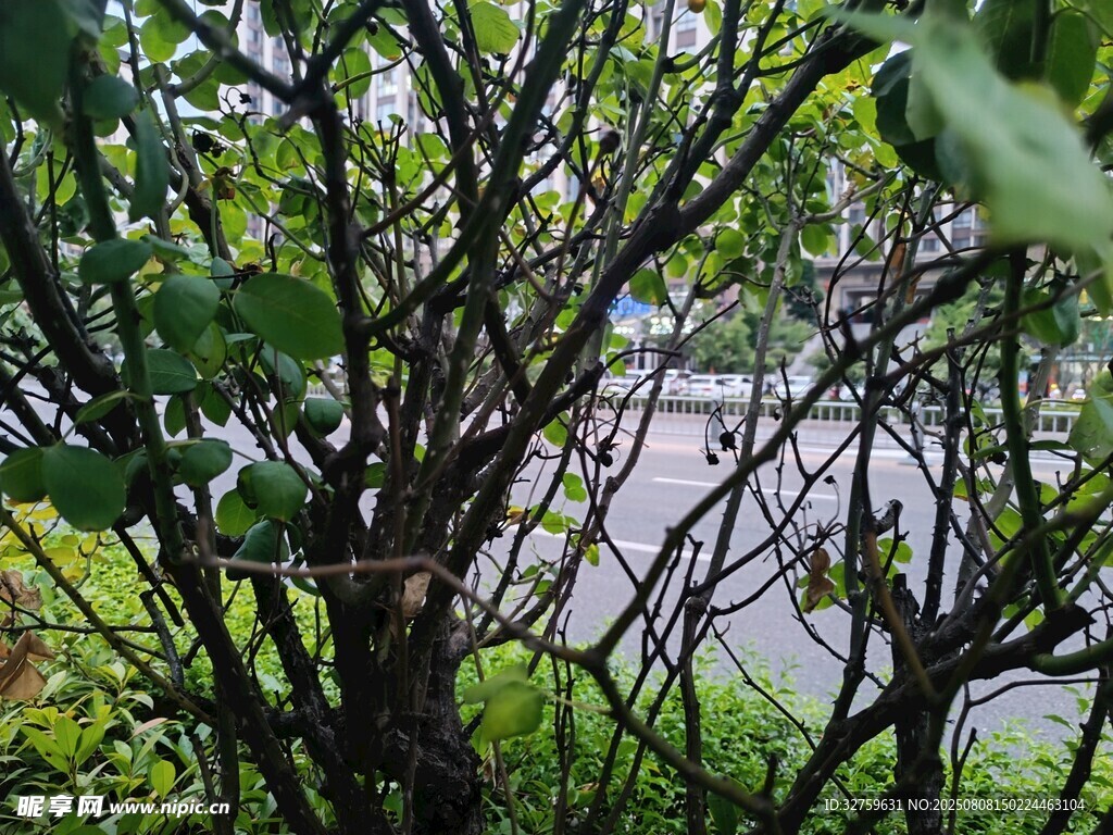 繁茂樹枝下的自然景致