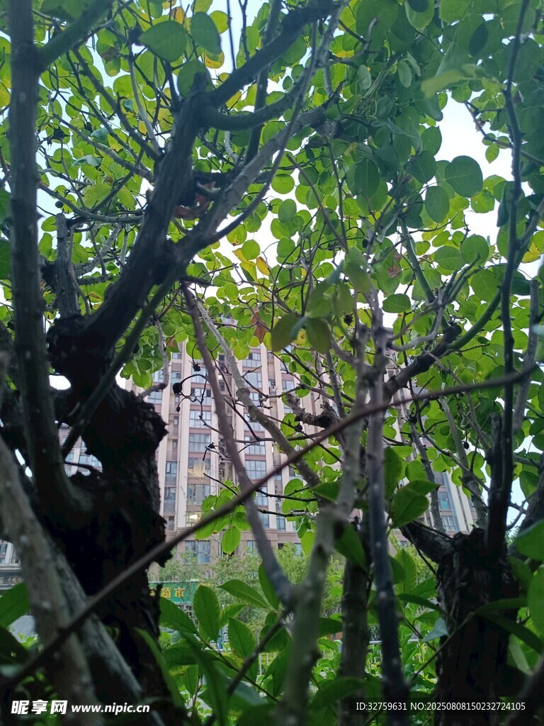 枝葉間隱約可見的建筑