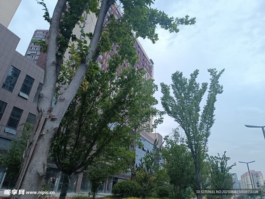 城市街道綠樹與建筑景觀