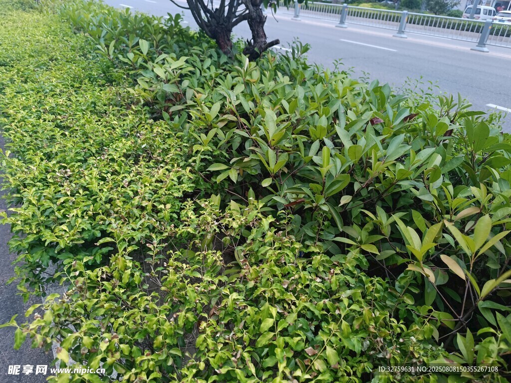 路邊綠意盎然的繁茂植物