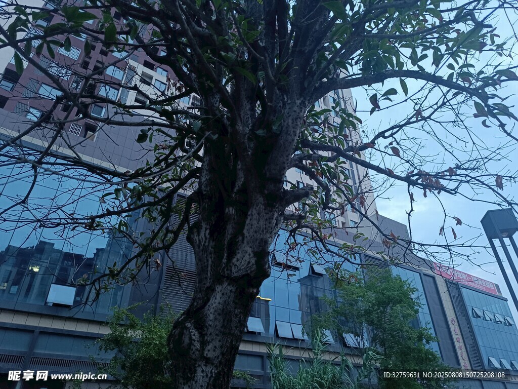 城市中繁茂大樹與現(xiàn)代建筑