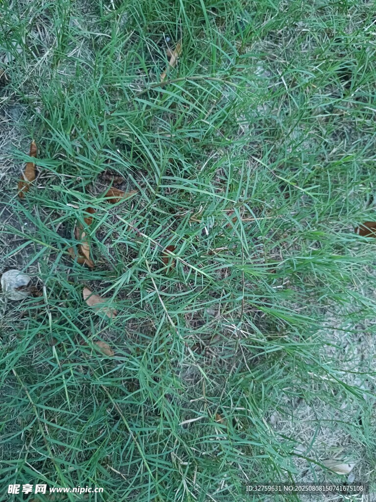 翠綠草地紋理特寫(xiě)