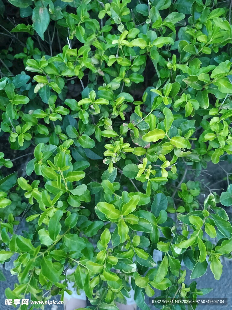 翠綠繁茂的綠植景象