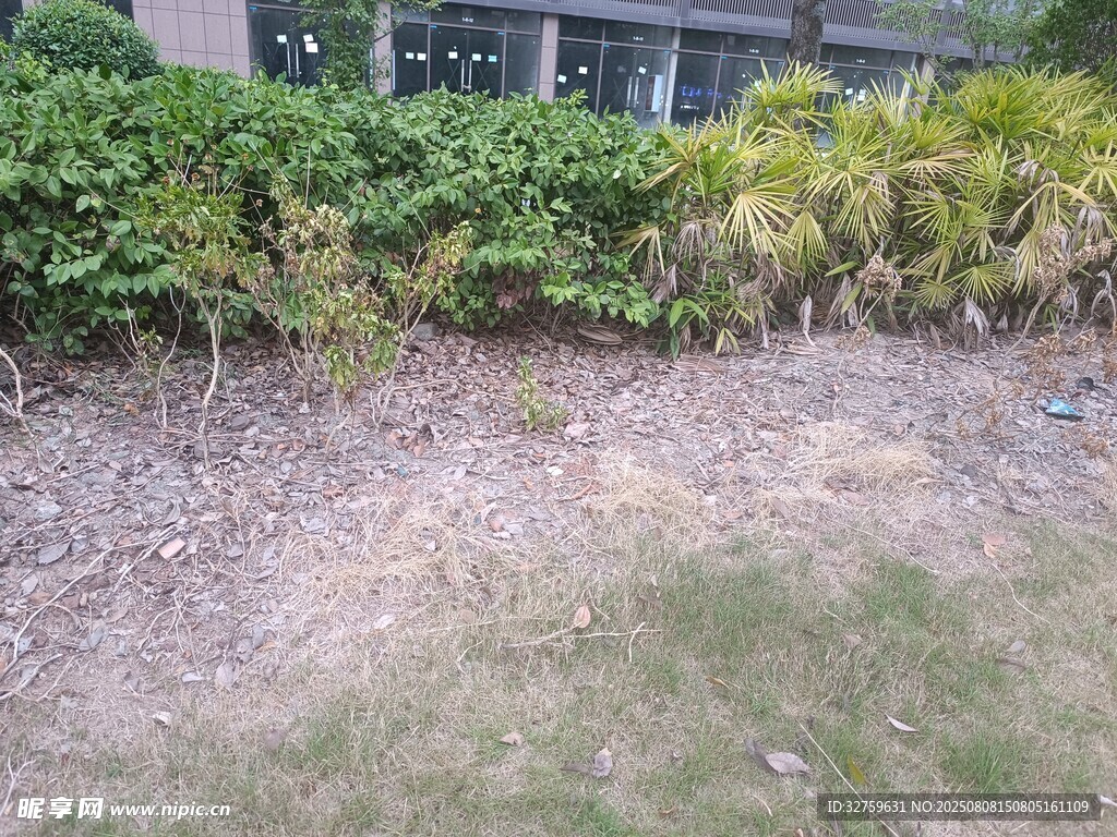 戶外綠植旁的光禿地面