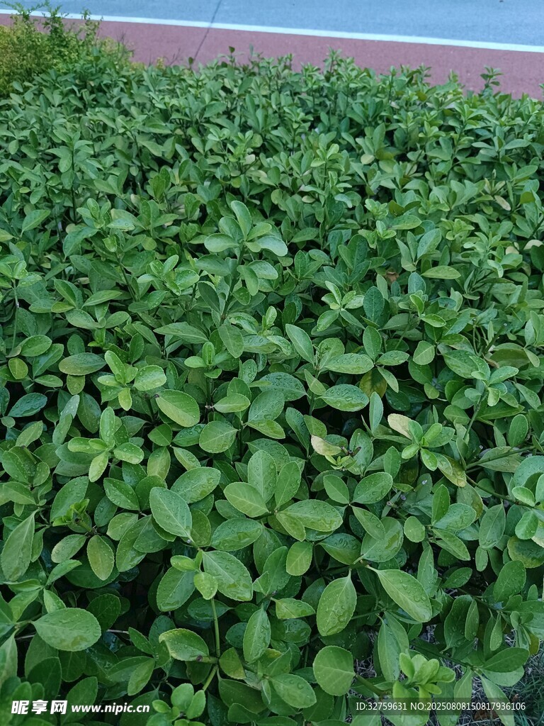 翠綠茂盛的綠葉植物