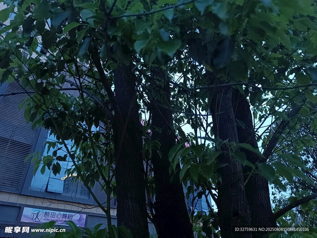 窗外蔥郁樹(shù)木景觀