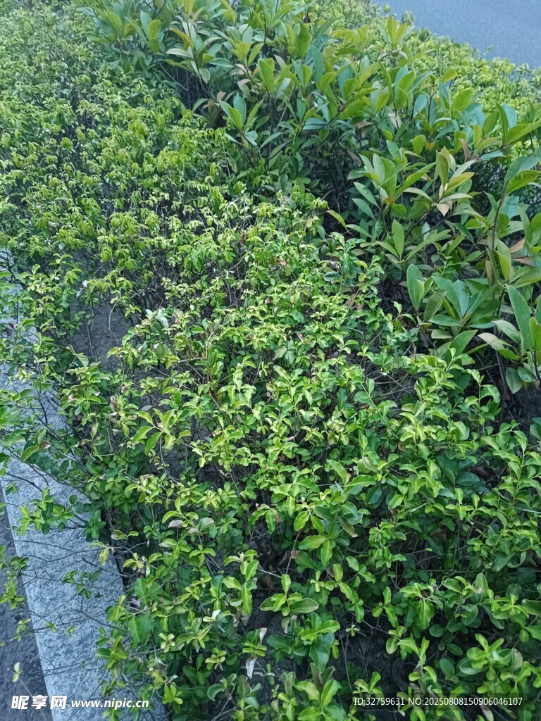 翠綠繁茂的植物景觀