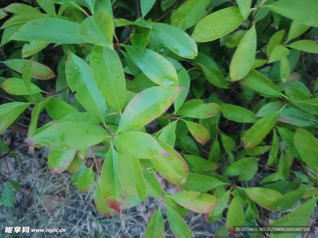 翠綠葉片植物特寫(xiě)