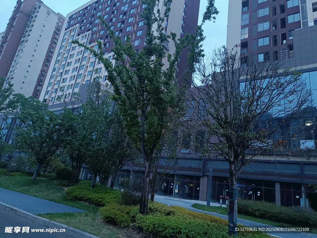城市街道旁的綠植與高樓