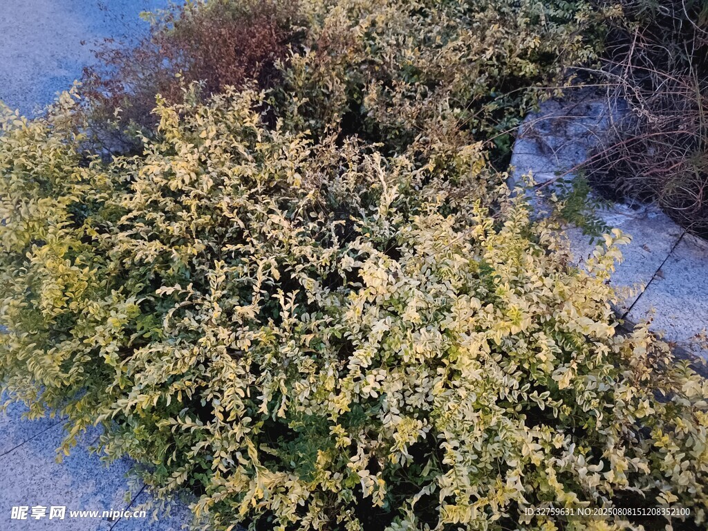金黃繁茂植物景觀