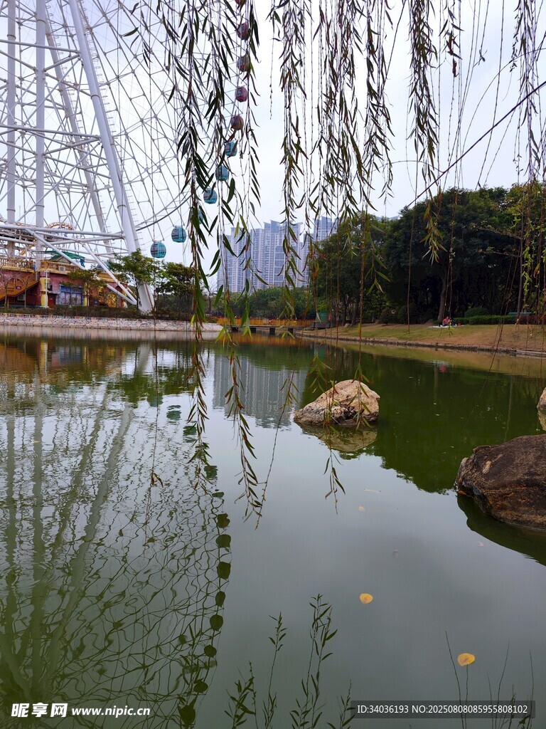湖畔垂柳映景顯靜謐
