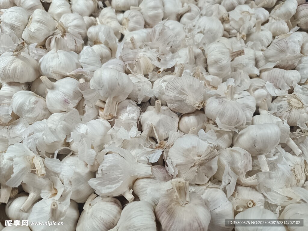 大量大蒜堆成的壯觀景象