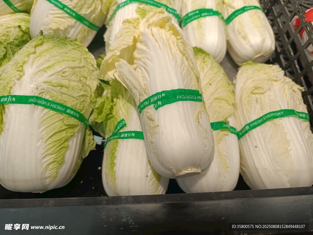 新鮮大白菜整齊擺放在架上