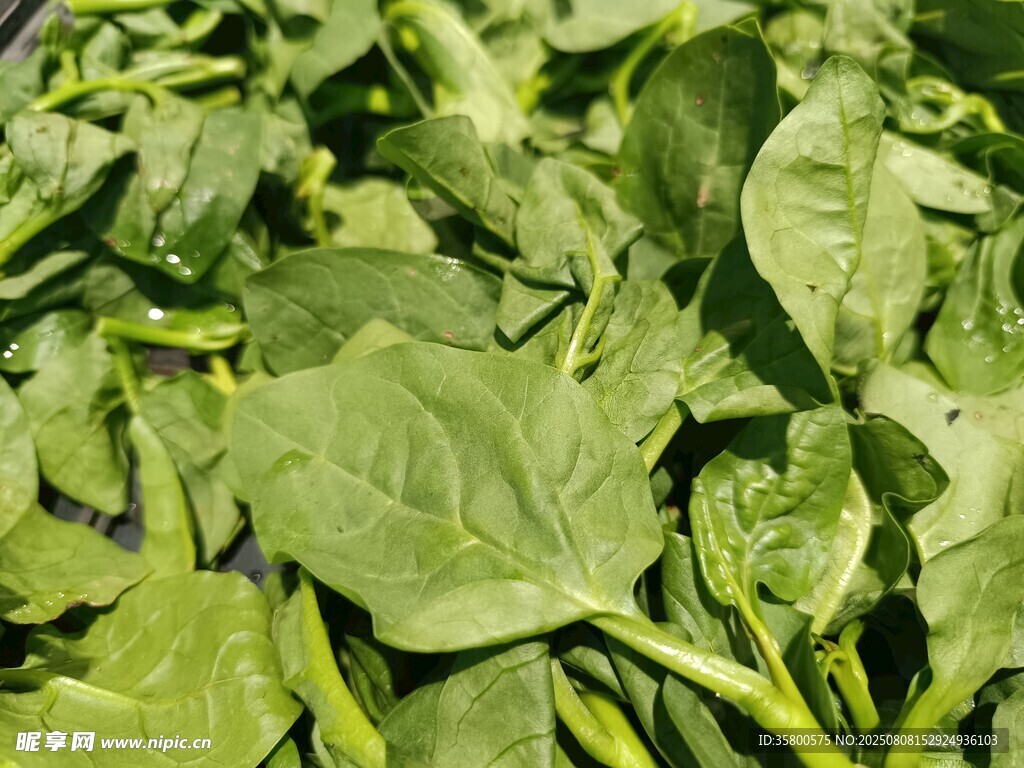新鮮嫩綠菠菜葉