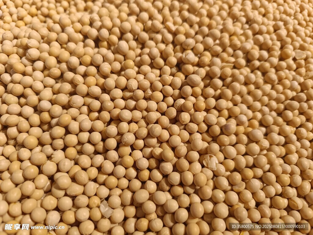 飽滿大豆顆粒特寫