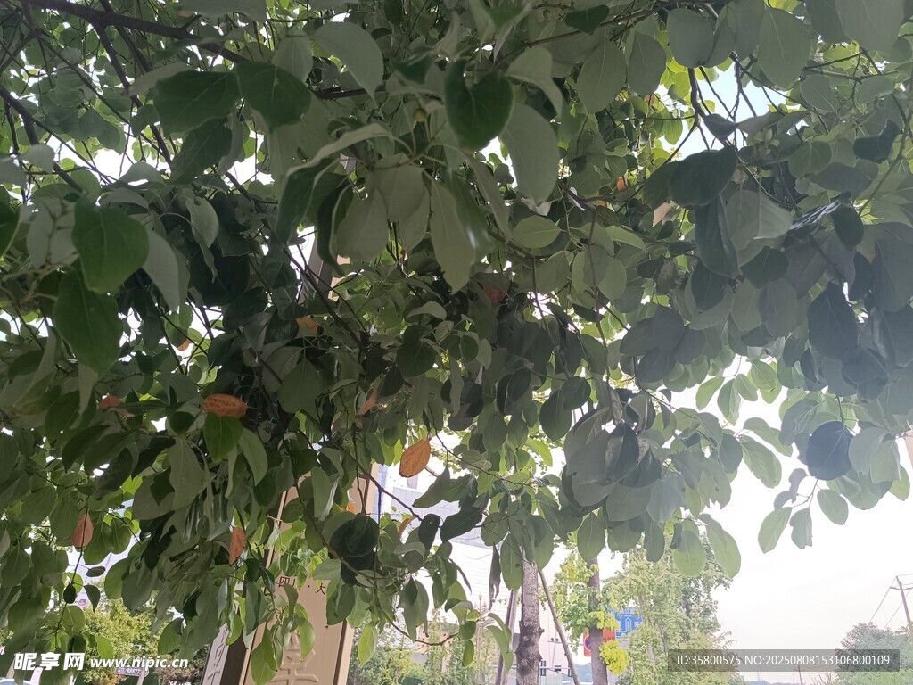 繁茂大樹下的綠意景致