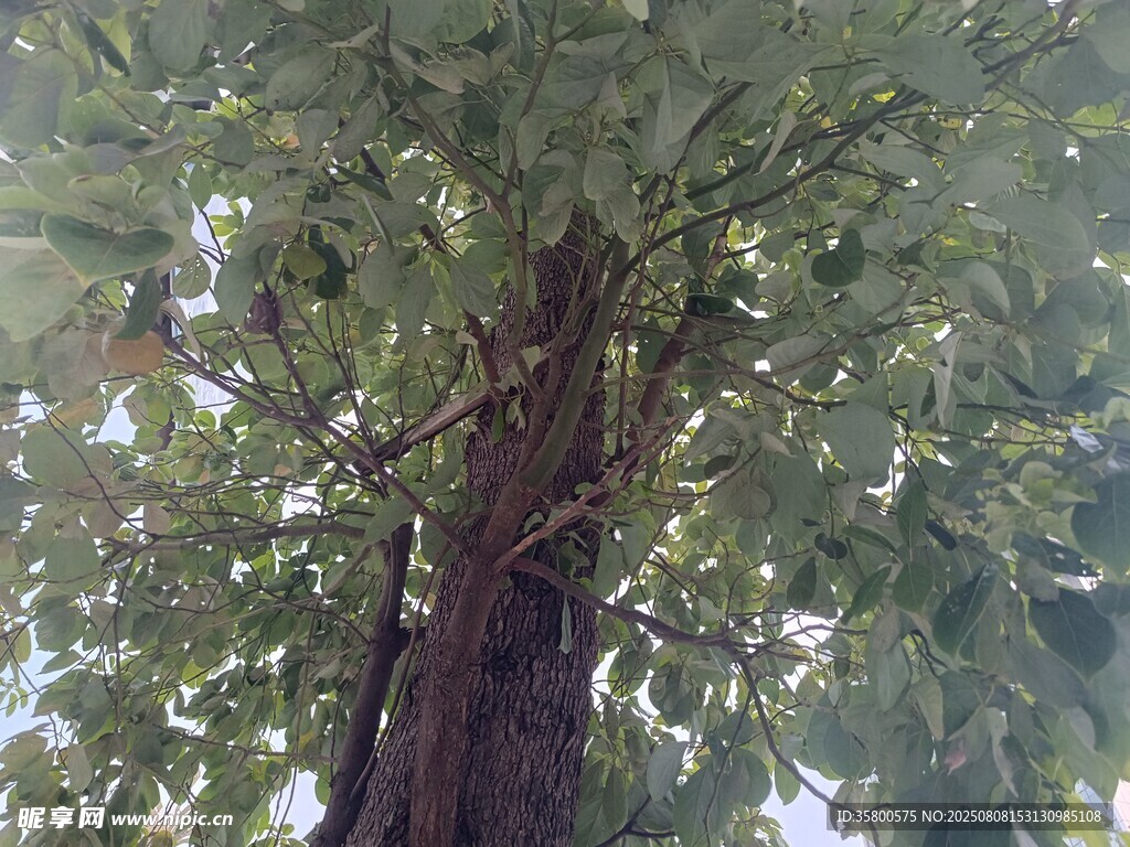仰視視角下的繁茂樹(shù)木