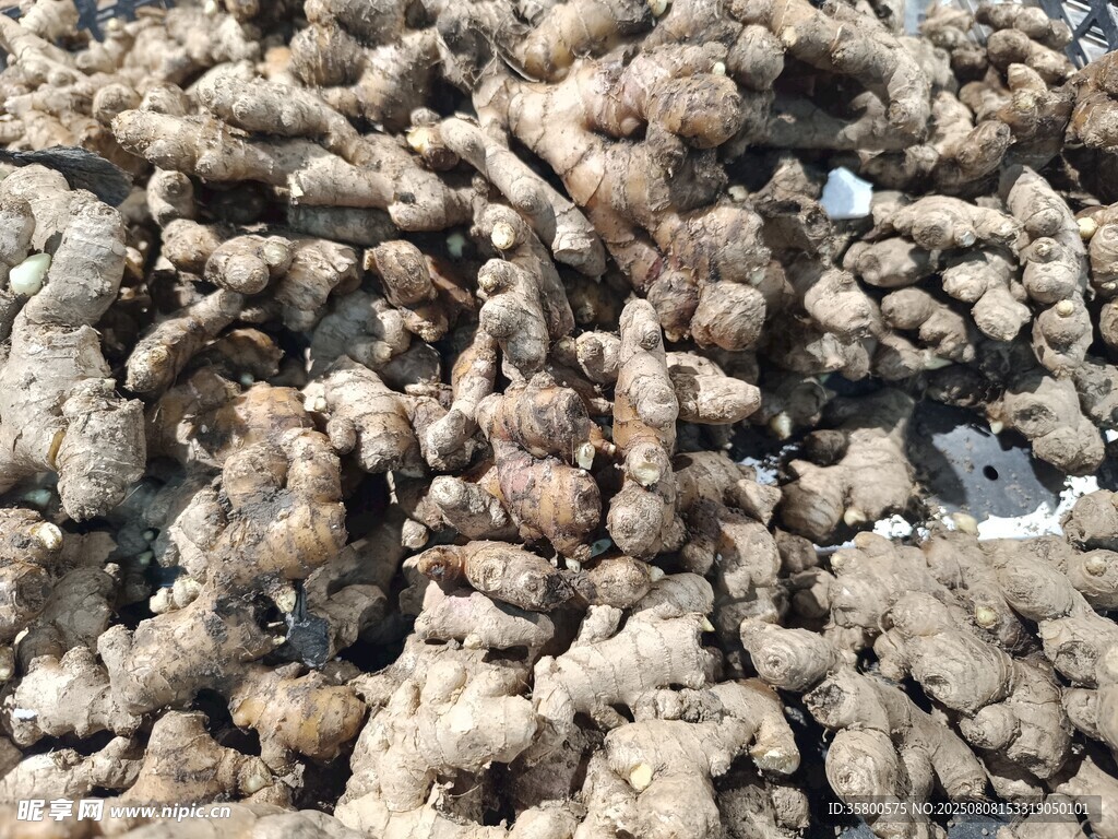 新鮮生姜堆