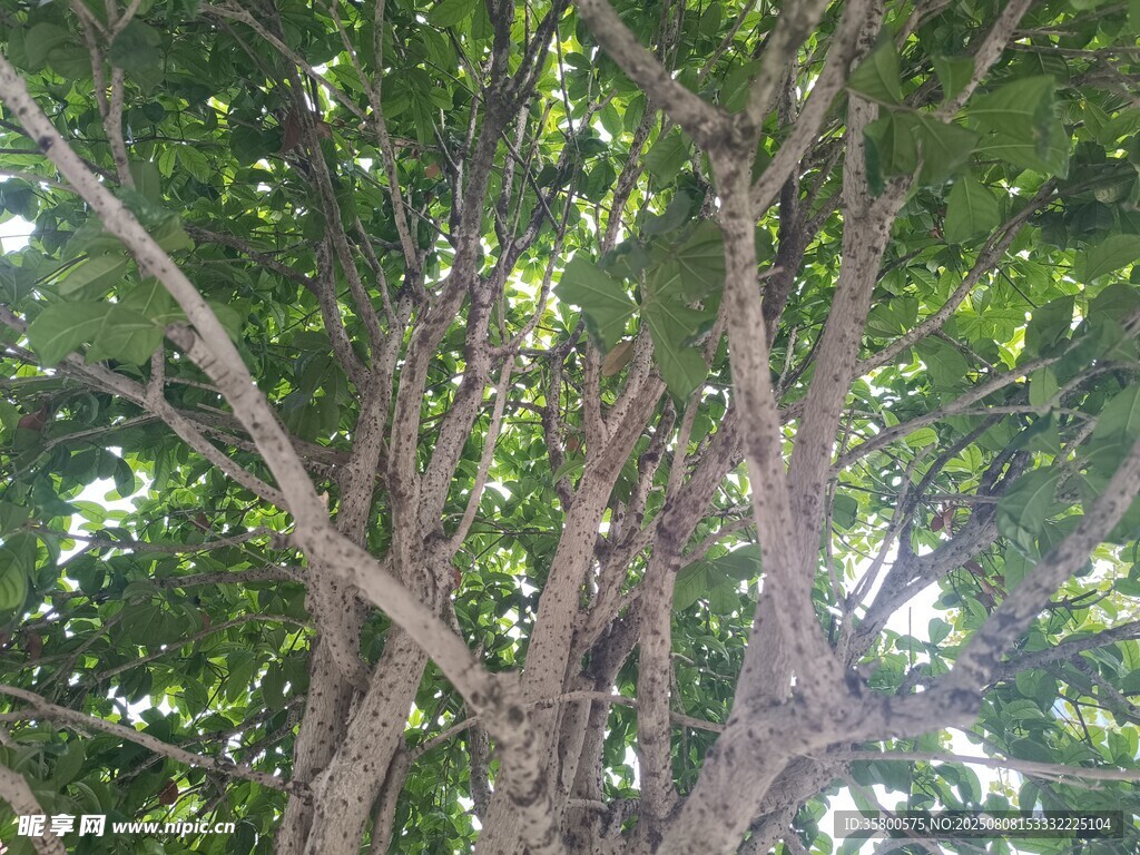 繁茂大樹(shù)的枝干與綠葉