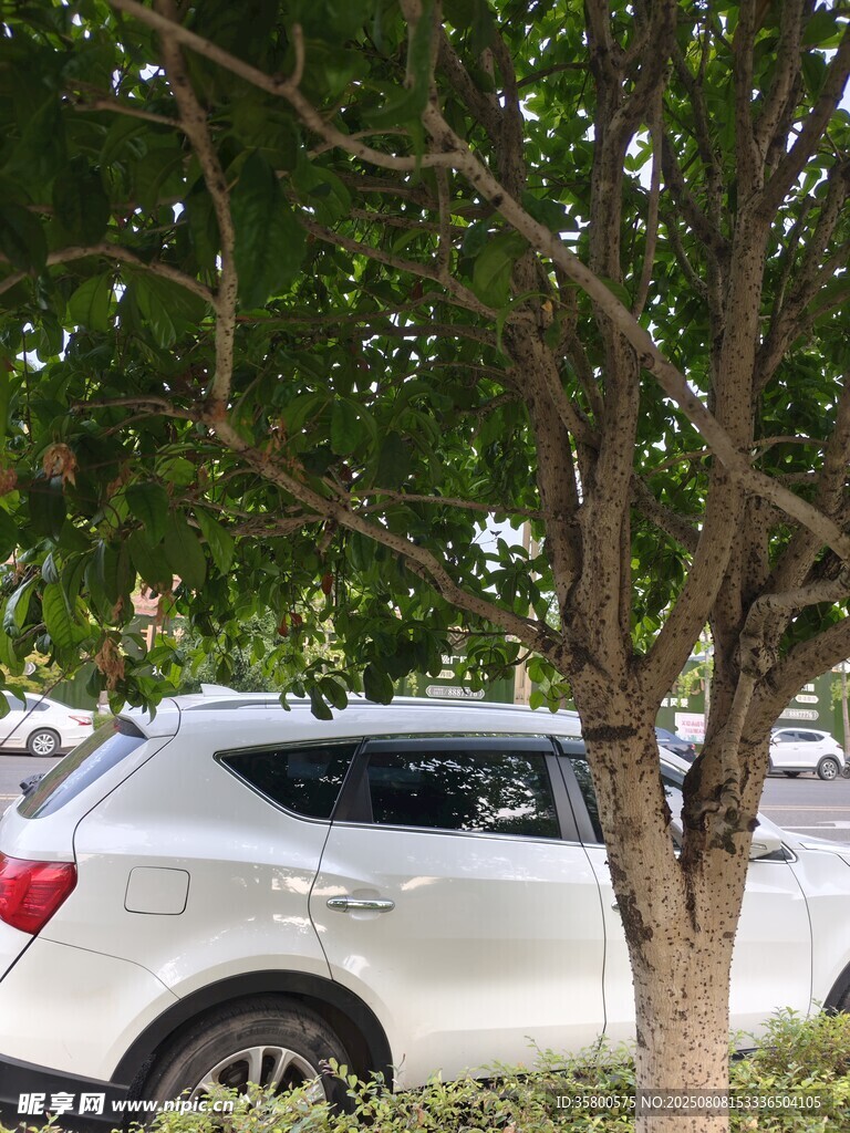 樹下停放的銀色SUV
