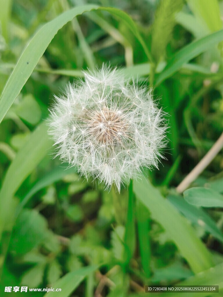 蒲公英綻放在翠綠草叢中