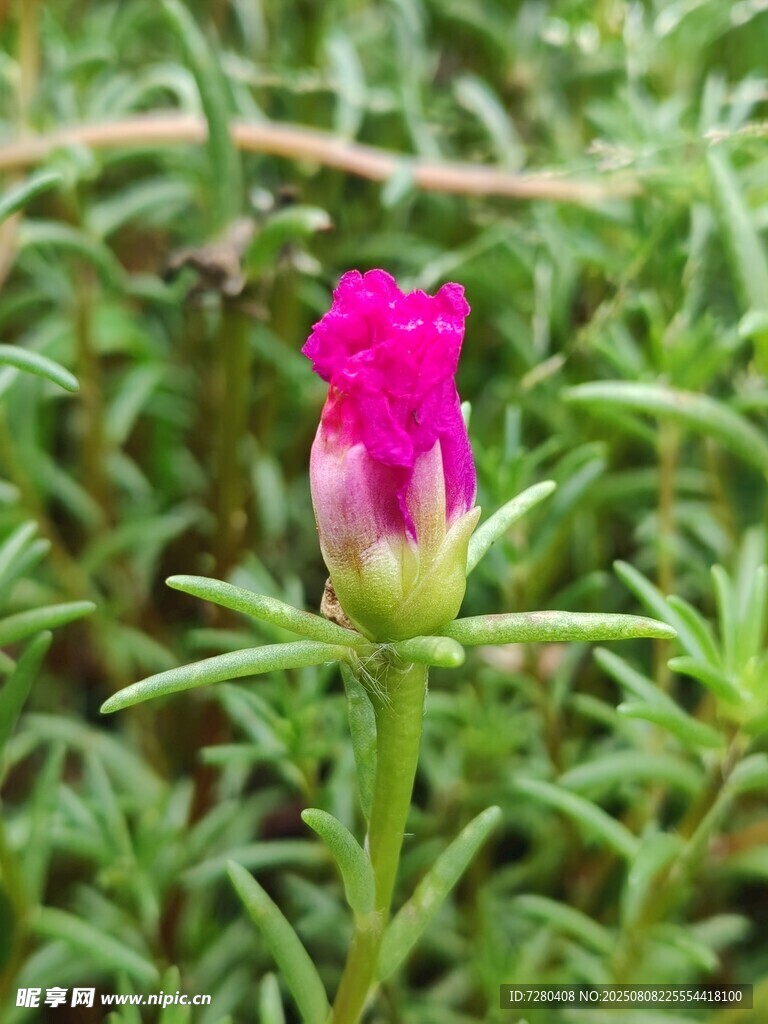 嬌艷綻放的粉色花朵