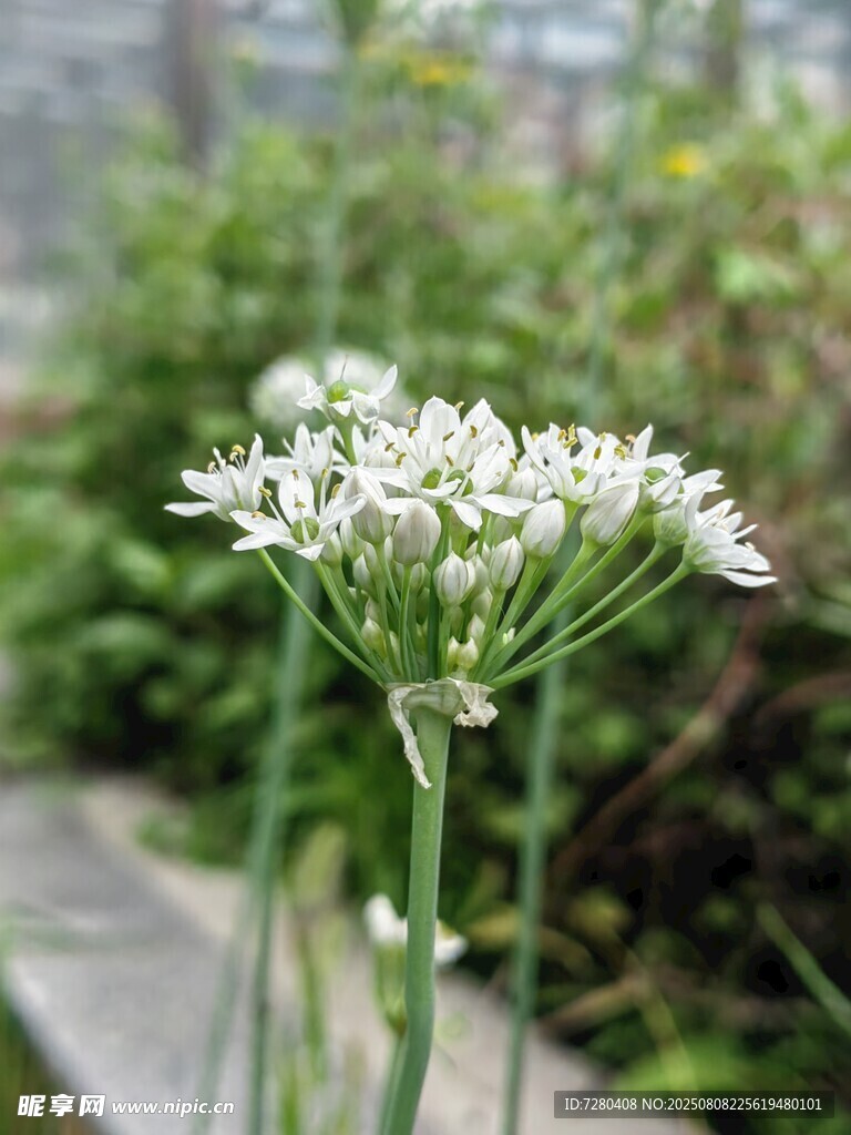 清新白色蔥屬花卉特寫(xiě)