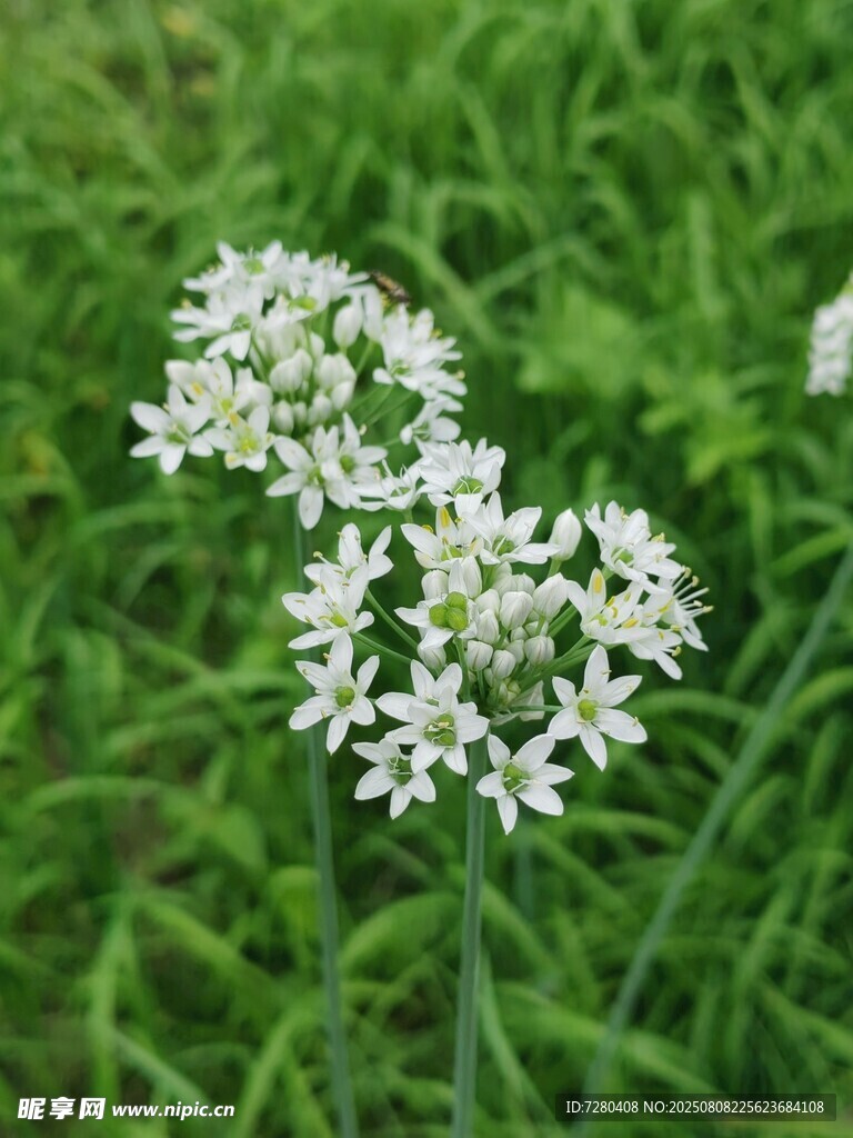 綠草間的白色小花