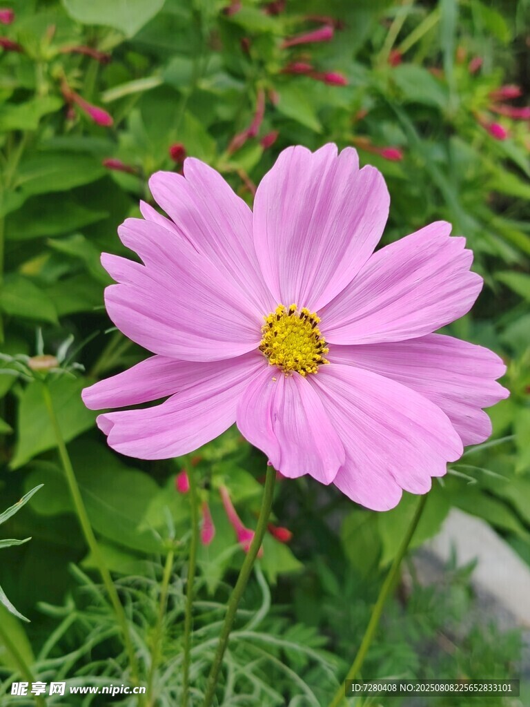 單朵粉色波斯菊綻放