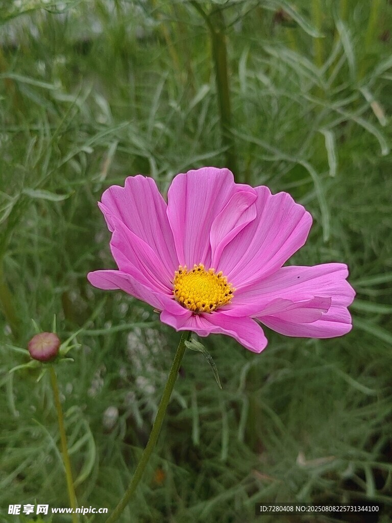 嬌艷波斯菊綻放于綠野