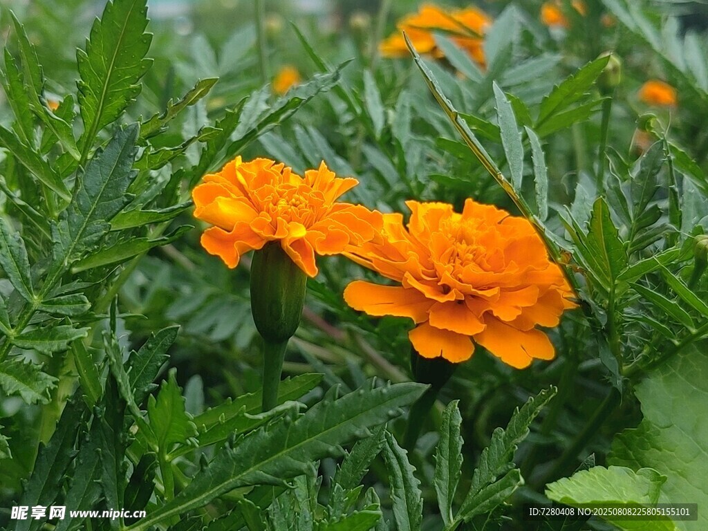 橙色萬壽菊綻放綠意間