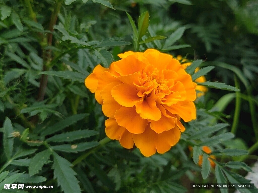鮮艷橙色萬壽菊綻放