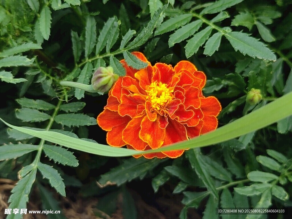 鮮艷橘色萬壽菊特寫